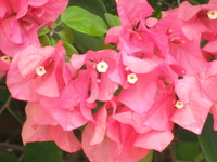 花小