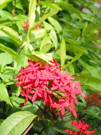 聚繖花序