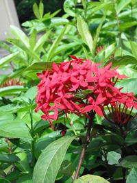 花