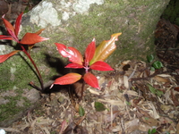 紅楠嫩葉紅故名豬腳楠