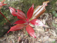 紅楠嫩葉紅