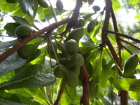 果為核果