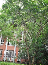 第三區-圖書館後方草坪