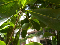 小葉欖仁果實