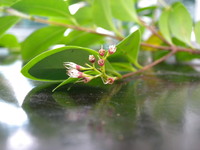 雄蕊長