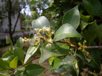 雄蕊多數