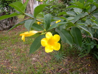花五瓣