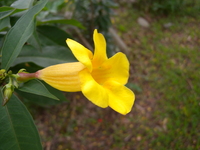 花冠漏斗形