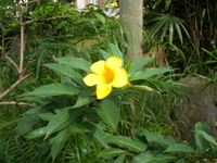 花黃色