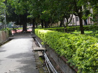 圖書館後