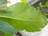 柚木葉背