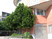 枝葉濃密