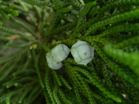 毬果碧藍色