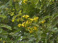 圓錐花序