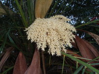 雄花黃白色