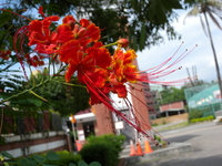 總狀花序