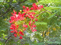花冠鮮紅色