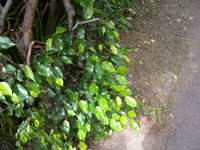 葉面下垂，具波浪緣