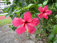 朱槿花鮮紅