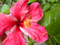 花瓣五枚