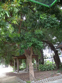 第四區-木屋前