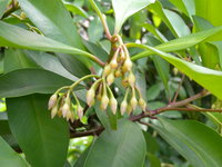 繖房花序