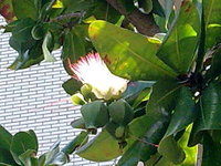 粉紅色花絲長