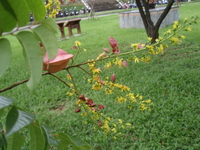 花序頂生