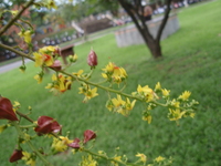 花黃色