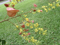 圓錐花序
