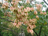 果實為蒴果