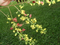 台灣欒樹-花