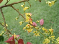 台灣欒樹-花