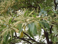 馬尼拉欖仁-花
