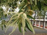 花白色
