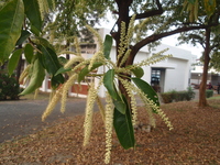 穗狀花序