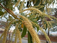 花小