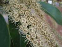花萼筒小，無花瓣